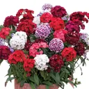 Гвоздика турецкая ø13 h30 см