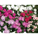 Барвинок ø12 h25 см