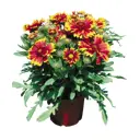 Гайлардия h25 см 6 шт