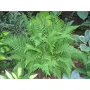 Кочедыжник женский Леди ин Ред ø17 h30 см