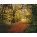 Фотопанно бумажное «Autumn Forest», 388х270 см