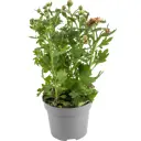 Хризантема микс 3pp d12 h30