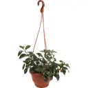 Гипоцирта Микс 16x25 см