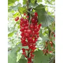 Смородина красная «Мармеладница» 15x75 см