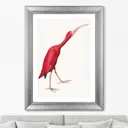 Картина «ArtNoMore» Scarlet Ibis, 1827г.