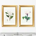 Картина «ArtNoMore» Диптих Antique plants drawn №45, 1802г. (из 2-х картин)