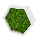 Декоративная полка Сота белая со мхом серия Pine 30x26x8.5 см