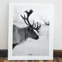 Картина без обрамления Red panda 60x40 см Фотография оленя(40x60)