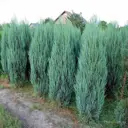 Саженец Можжевельник Мейери C3 h30-40 см