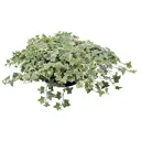 Хедера микс ø19 h45 см