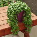 Дихондра микс ø12 h35 см