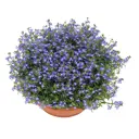 Лобелия микс ø15 h40 см