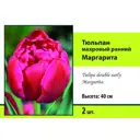 Тюльпан махровый ранний Маргарита луковица 10/11, 2 шт.