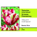 Тюльпан попугайный Эстелла рижнвельд луковица 10/11, 2 шт.