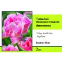 Тюльпан махровый поздний Анжелика луковица 10/11, 2 шт.
