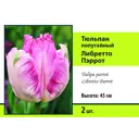 Тюльпан попугайный Либретто пэррот луковица 10/11, 2 шт.