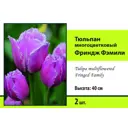 Тюльпан многоцветковый Фриндж фэмили луковица 10/11, 2 шт.