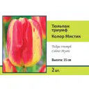 Тюльпан Триумф Колор мистик луковица 10/11, 2 шт.