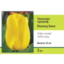 Тюльпан Триумф Йеллоу кинг луковица 10/11, 2 шт.