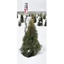 Туя западная Кубанский изумруд ø30 h70 см
