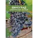 Виноград Цимлянский черный ø15 h50 см