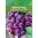 Виноград Кишмиш лучистый ø15 h50 см