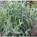 Фалярис тростниковый Дварф Гартерс ø11 h10 см