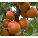 Абрикос Графиня ø20 h140 см