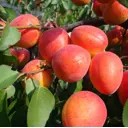 Абрикос Краснощекий ø22 h180 см