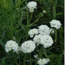 Тысячелистник Птармика ø15 h20 см