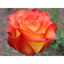 Роза флорибунда Циркус ø15 h30 см