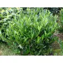 Лавровишня Кавказская ø17 h30-40 см