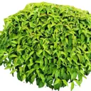 Дерен отпрысковый Келсеи ø9 h20 см