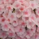 Флокс Друммонда микс h40 см 6 шт.