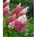 Гортензия метельчатая Конфетти h40 см