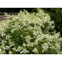 Гортензия метельчатая Киушу h40 см