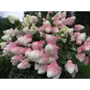 Гортензия метельчатая Ванилла Фрайз h30 см