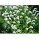 Вербейник клетровидный микс h20 см