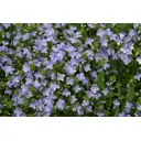Вероника нитевидная микс h20 см