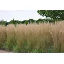Молиния тростниковая Карл Фоерстер h20 см
