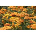 Тысячелистник парковый Терракота h20 см