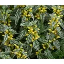 Яснотка зеленчуковая Херманс Прайд h20 см