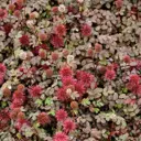 Ацена мелколистная Купфертеппич h10 см