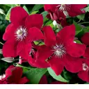 Клематис гибридный Рудж Кардинал h20 см