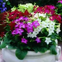 Табак микс 26.5x16x25 см