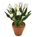 Каллы ø15, h40 - 50 см