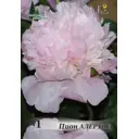 Пион травянистый Алертье 10/12, 1 шт