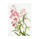 Постер на холсте Дикие цветы - Иван-чай 50x70 см в подарочном тубусе без рамы