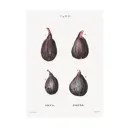 Постер Фрукты - Фикусы и инжиры 50x70 см в раме