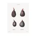 Постер Фрукты - Фикусы и инжиры 60x90 см в раме